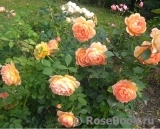 Lady of Shalott Lady of Shalott