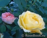 Lady of Shalott Lady of Shalott