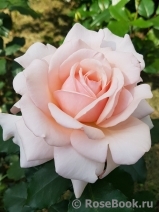 Roberto Capucci ®