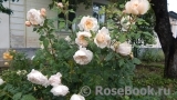 Crocus Rose® Crocus Rose®