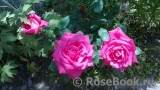 Vin Rose Vin Rose