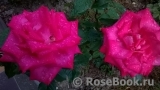 Vin Rose Vin Rose