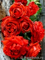 Terracotta ® Terracotta ®