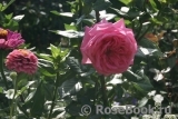 Romina Romina