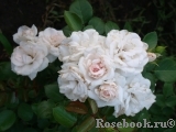 Aspirin Rose Aspirin Rose