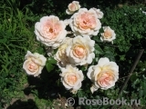 Chandos Beauty Chandos Beauty