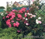 Rosarium Uetersen Rosarium Uetersen