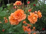 Westerland Westerland