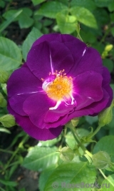 Rhapsody in Blue Rhapsody in Blue