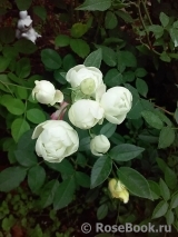 Witte Koster Witte Koster