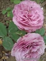 Lavender Ice