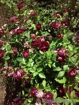 Burgundy Ice Burgundy Ice