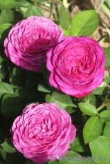 Heidi Klum Rose Heidi Klum Rose