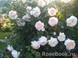 Crocus Rose® Crocus Rose®