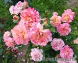 Augusta Luise Augusta Luise