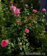 La Rose de Molinard ® La Rose de Molinard ®