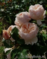 Alexandrine Alexandrine