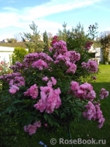 Heavenly Pink Heavenly Pink