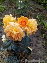Goldelse Goldelse