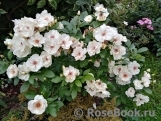 Jacqueline du Pre Jacqueline du Pre