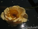 Goldener Olymp Goldener Olymp