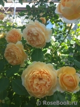 Crown Princess Margareta® Crown Princess Margareta®