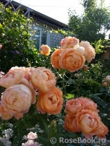 Lady of Shalott Lady of Shalott