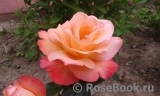 Belle Perle Belle Perle