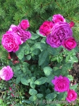 Heidi Klum Rose Heidi Klum Rose