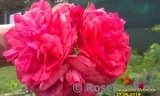 Rosarium Uetersen Rosarium Uetersen