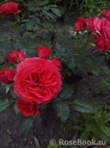 Cherry Girl ® Cherry Girl ®