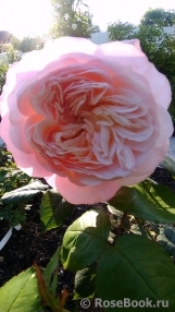 Constance Constance