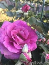 Violette Parfumee Violette Parfumee