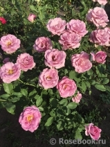 Violette Parfumee Violette Parfumee