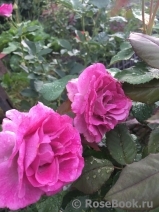 Violette Parfumee Violette Parfumee