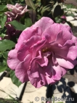 Violette Parfumee Violette Parfumee