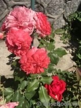 Rosarium Uetersen Rosarium Uetersen