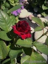 Black Baccara Black Baccara