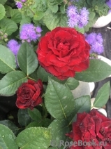 Black Baccara Black Baccara
