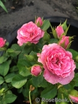 Lovely Lydia® Lovely Lydia®