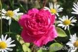 Sophy’s Rose Sophy’s Rose