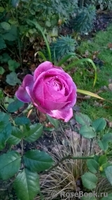 Rose Thelma Rose Thelma