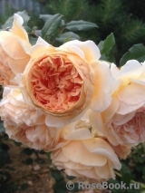 Crown Princess Margareta® Crown Princess Margareta®