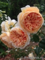 Crown Princess Margareta® Crown Princess Margareta®