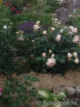 Crown Princess Margareta® Crown Princess Margareta®