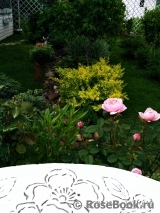 The Alnwick Rose The Alnwick Rose