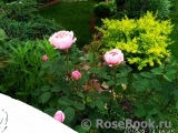 The Alnwick Rose The Alnwick Rose