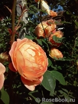 Lady of Shalott 