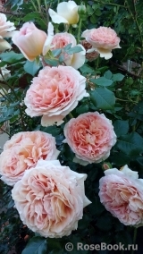 Abraham Darby Abraham Darby