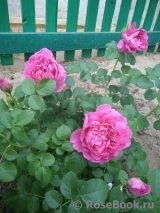 Princess Anne Princess Anne